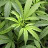 Labor ministers consider supporting push to legalise cannabis