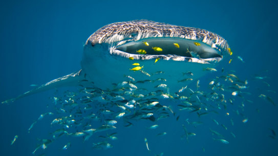 Ningaloo Reef sees the world’s largest congregation of whale sharks in one place.