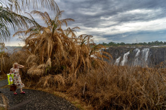 A tourist walks along a path in the dried rainforest at the Victoria Falls in November. A series of heatwaves has dried most of the vegetation surrounding the UNESCO World Heritage site.