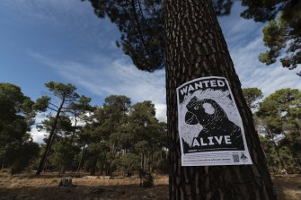 A protest poster against the removal of pines, a food source for Carnaby’s black cockatoo, over the Gnangara Mound.