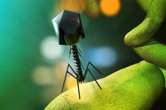 An artist’s illustration of a phage virus attacking bacteria.