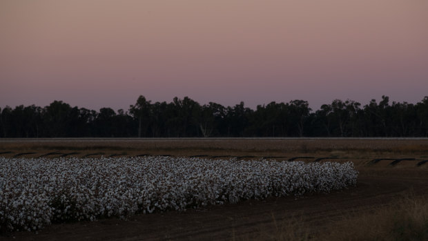 Budget for the bush: Farms such as this cotton farm in Trangie will benefit from the new budget.