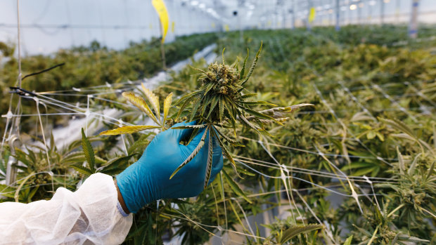 Marijuana grown in a greenhouse. 