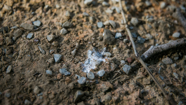 Bird droppings are causing a stink in Sydney's north shore. 