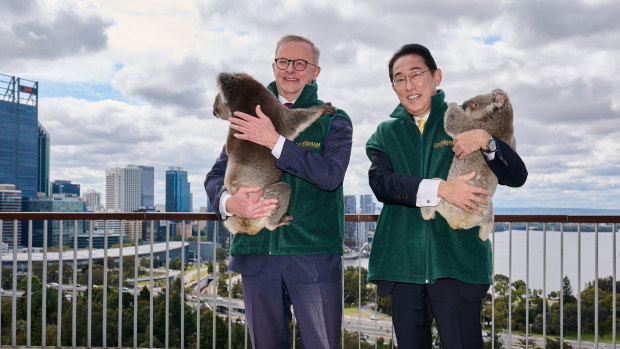 Australian Prime Minister Anthony Albanese and Japan Prime Minister Kishida Fumio pose with Koalas during their visit to Kings Park.