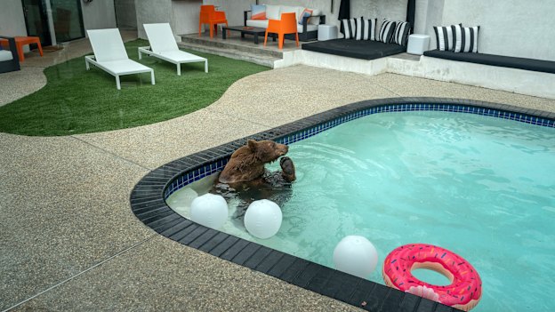 A black bear cools off in a backyard pool in Monrovia, California.