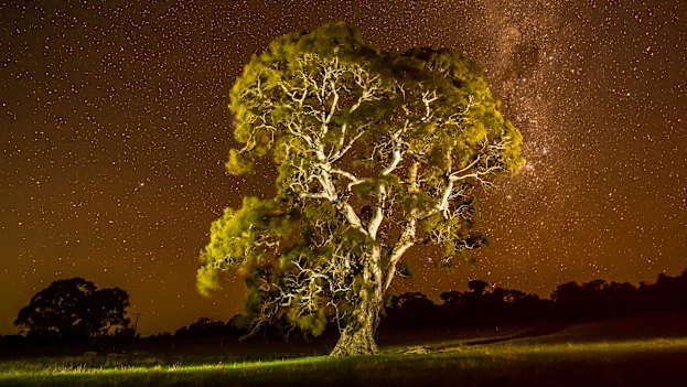 The grandfather tree, the companion of the birthing tree or grandmother tree. In Djab Wurrung culture it's believed birthing trees are guarded by a partner grandfather tree, and their roots intertwine and communicate underground.