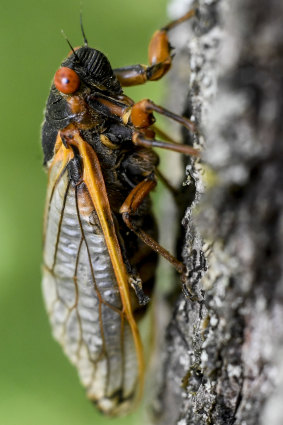 There is no escape from the deafening cacophany of the cicada.