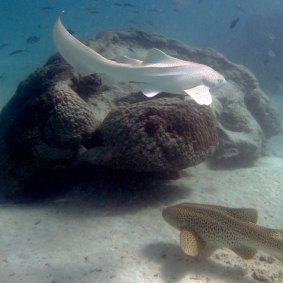 Albino and regular leopard sharks in Exmouth Gulf.