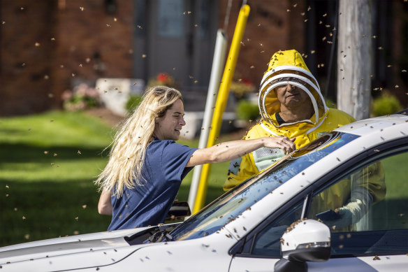 Beekeepers Terri Faloney, left, and Tyler Trute remove bees from a car after a truck carrying bee hives swerved on Guelph Line road causing the hives to fall and release millions of bees in Burlington, Ontario.