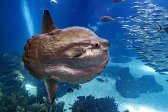 The unusual-looking sunfish.