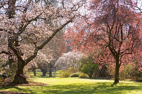 Blossoms in Hagley Park.