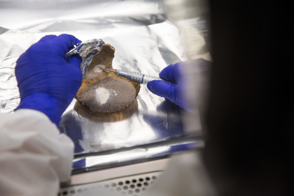 Technician drills into a skull to retrieve DNA at the Harvard geneticist David Reich’s lab in Boston.