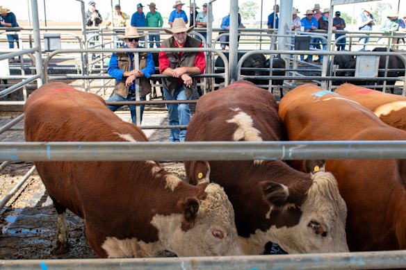 Cattle farmers have reacted angrily to US tariffs on Australian beef.
