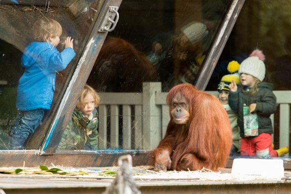 I will go to the Melbourne Zoo more often.