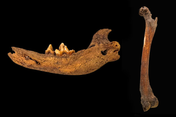 The tooth found at the Royal National Park, left, and the bone found at Balmoral Beach, right.