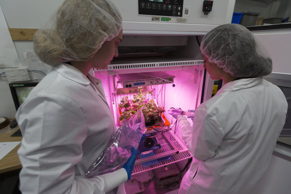 NASA interns Jessica Scotten and Ayla Grandpre watering plants in an environment simulator chamber at Kennedy Space Center in Florida.