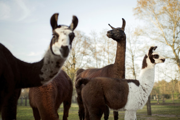 Winter, centre, a llama on a farm run by Ghent University in Belgium, is showing some potential as a research hero.