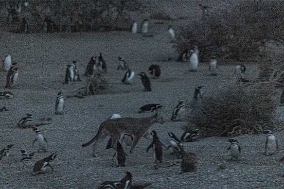 Pesquisadores colocaram coleiras GPS em 14 pumas no Parque Nacional Monte León, coletando informações de 2019 a 2023.