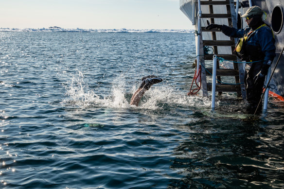 Taking the plunge in the (very) cold waters of the Arctic.