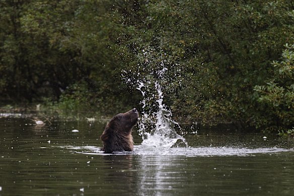 Making a splash – a grizzly fishing near the rainforest.