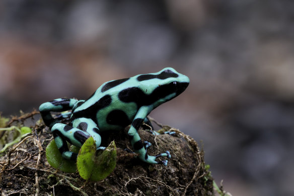 The presence of these flamboyant amphibians is a sign of a thriving ecosystem.