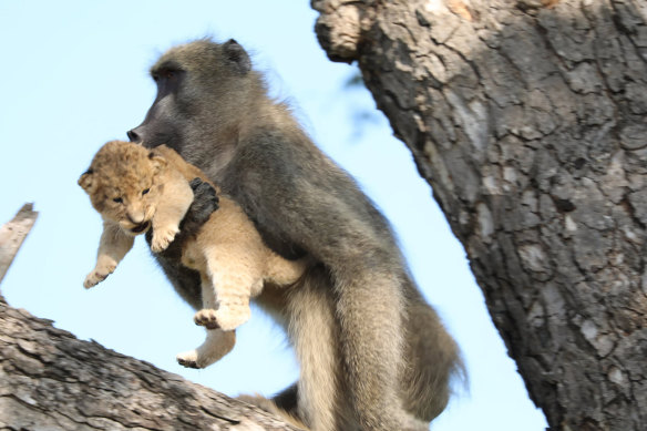 A male baboon carries a lion cub in a tree in the Kruger National Park, South Africa. The baboon took the little cub into the tree and preened it as if it were his own, said safari ranger Kurt Schultz who said he has never seen such behaviour. The fate of the lion cub is unknown. 