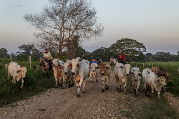 A small herd of cattle is driven along a road near Cano Cabra, Colombia,