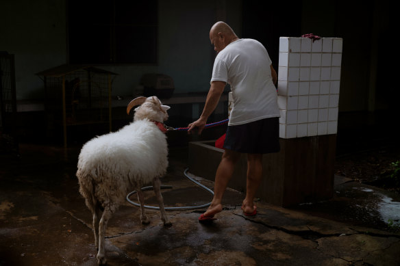  Matobato saying his farewells to a sheep that was with him while he was in hiding.