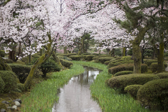 Kenrokuen Garden during cherry blossom season.