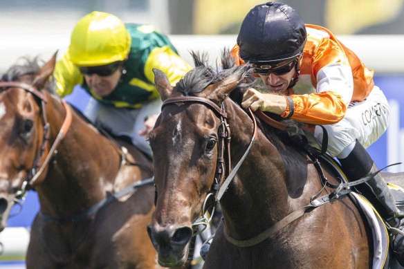 Jason Collett fires Lashes to the front  on Randwick's Kensington track.