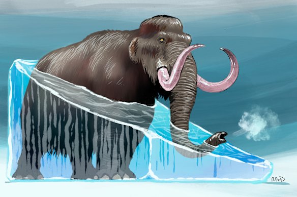 Woolly mammoths and Tassie tigers: Can we make them ‘un-extinct’? Illustration / artwork by Matt Davidson