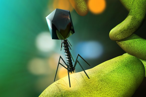 An artist’s illustration of a phage virus attacking bacteria.