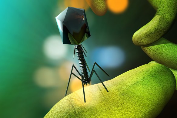 An artist’s illustration of a phage virus attacking bacteria.