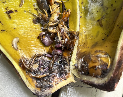 Parts of a crab, the purple bits, were found inside the pitcher of newly named species Nepenthes pongoides.