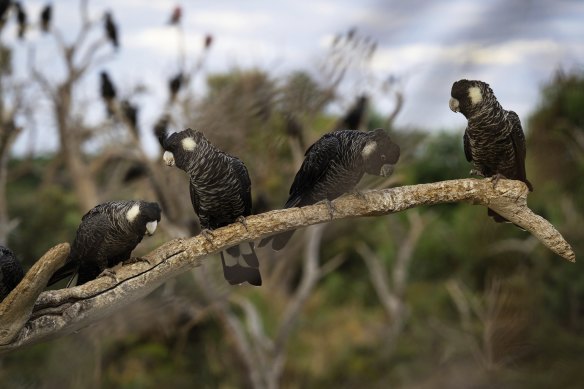 Carnaby’s black cockatoos near a pine plantation in Perth.