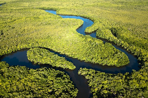 Saltwater crocodiles are known to patrol the Daintree River.