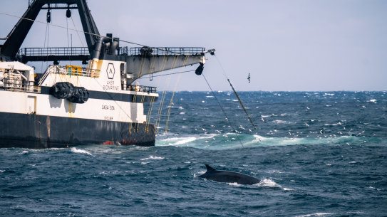 A whale swimming near a krill fishing boat on Sea Shepherd’s recent Antarctic voyage.
