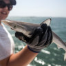 The cocaine detected in the sharpnose shark, like that pictured above, is likely causing damage to the animals.