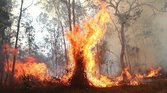 Firefighters battle bushfires in Busbys Flat, northern NSW, on Wednesday. 