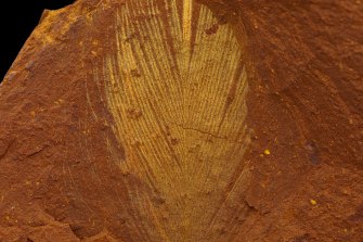 Using electron microscopy, scientists could tell that this feather was likely red or black. It was found at McGraths Flat near Gulgong in NSW. The newly discovered fossil site is of world significance. 