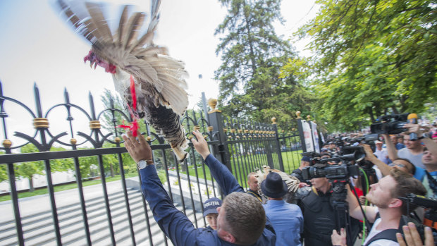 A man throws a turkey over the fence of the Modovan presidency building during a protest in Chisinau, Moldova.