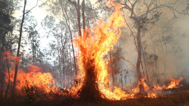 Bushfires razed Queensland's south and northern NSW in September and October. 
