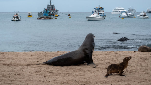 Sea lions on a beach in front of fishing and tourist boats on San Cristobal, Galapagos Islands, Ecuador. The country complained about Chinese vessels overfishing in its vicinity.
