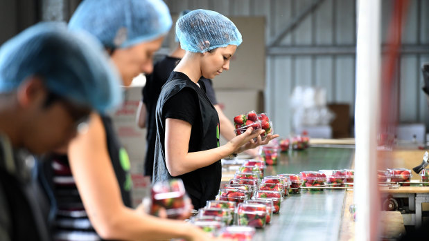 Workers perform a quality check on punnets of strawberries at Ashbern Farms on the Sunshine Coast in September 2018.