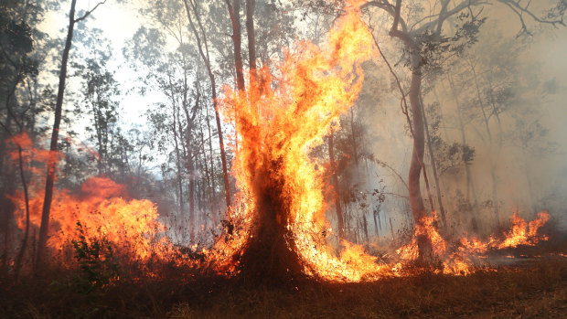 Firefighters battle bushfires in Busbys Flat, northern NSW, on Wednesday. 