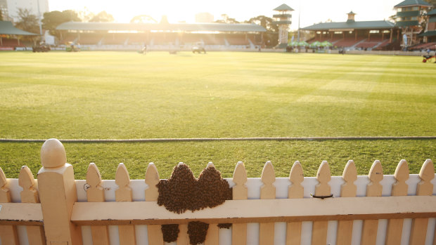 Bees swarm on the ground fencing during the match between NSW and Victoria at North Sydney Oval in Sydney, on Sunday.