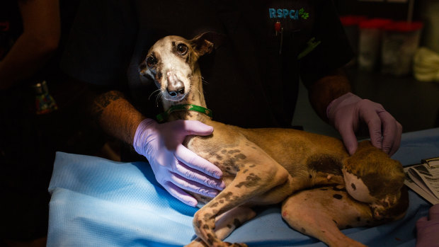 Animals were found in horrific conditions at a pet rescue group property in north Brisbane.