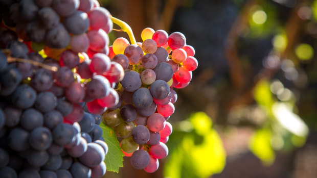 Australia exported $2.84 billion of wine in 2019-20, with China easily the biggest export market.