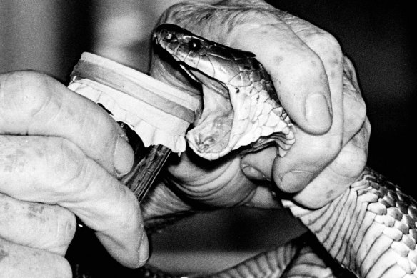 Antivenom for tiger snakes was developed by CSL Seqirus in the 1930s. It involves milking the deadly animals (as shown here), before turning the raw venom into the lifesaving solution.
